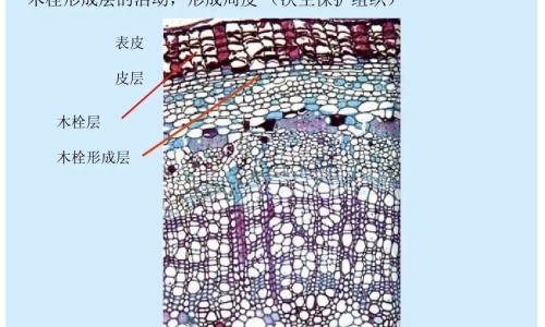 枇杷的药用价值是什么网 | 枇杷的药用价值是什么?,枇杷的功效与作用禁忌人群